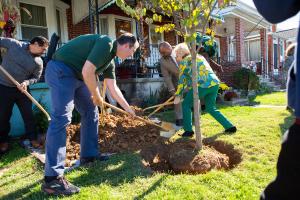 Photo of the County Executive planting a tree