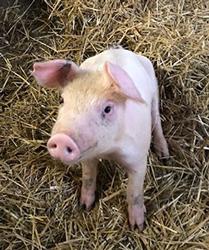Photo of a pig named Clementine sitting in straw